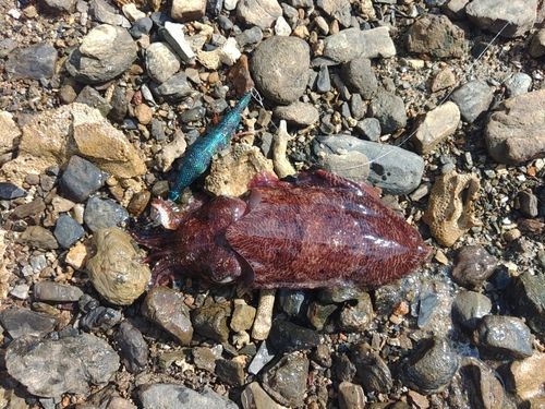 コウイカの釣果