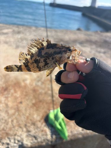 タケノコメバルの釣果