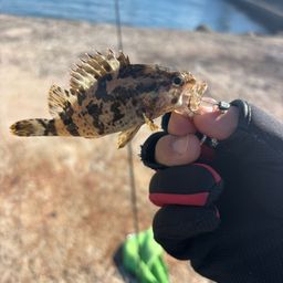 タケノコメバル