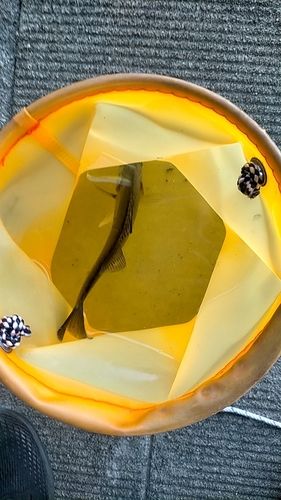 セイゴ（タイリクスズキ）の釣果