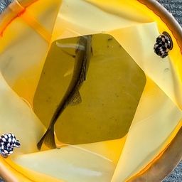 セイゴ（タイリクスズキ）