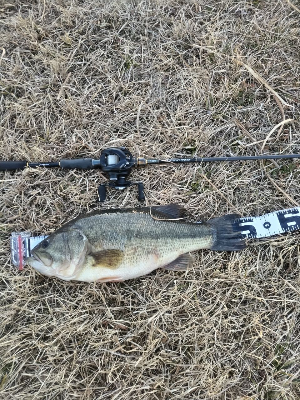 ラージマウスバス