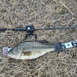 ラージマウスバス