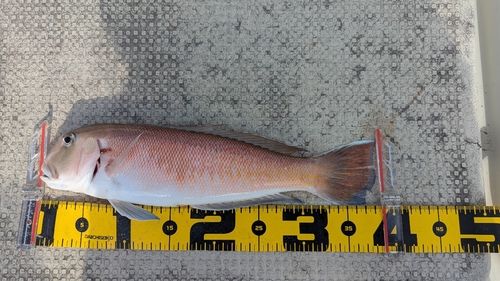 シロアマダイの釣果