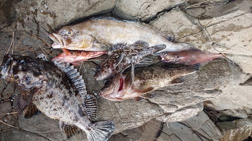 アイナメの釣果