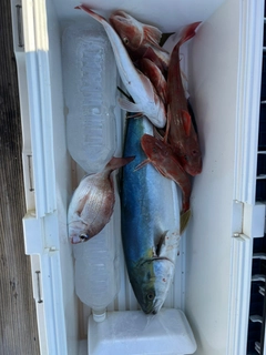 ワラサの釣果