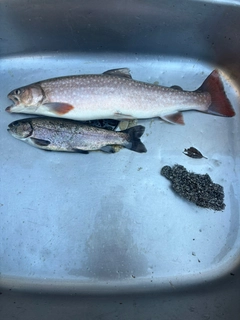 イワナの釣果