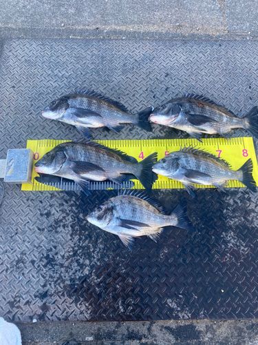 クロダイの釣果