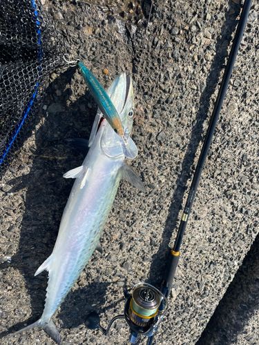 サワラの釣果