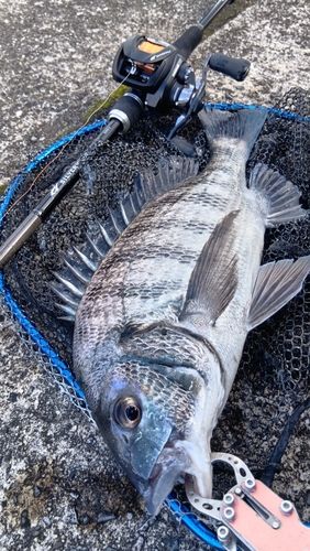 クロダイの釣果