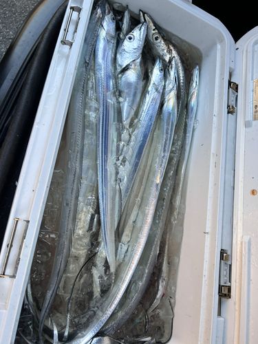 タチウオの釣果