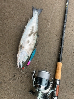 サクラマスの釣果