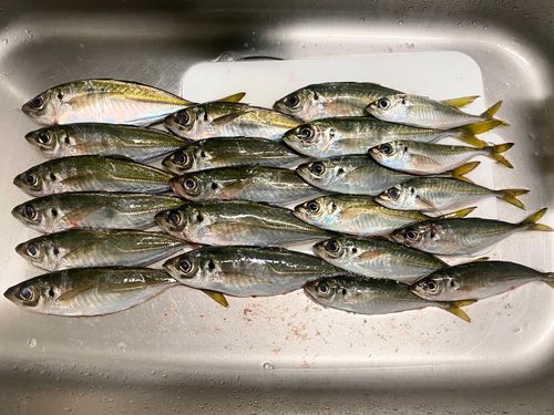 アジの釣果