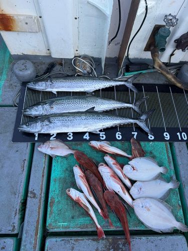 サワラの釣果