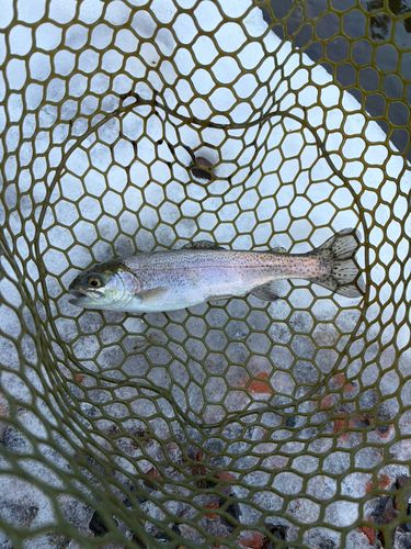 ニジマスの釣果