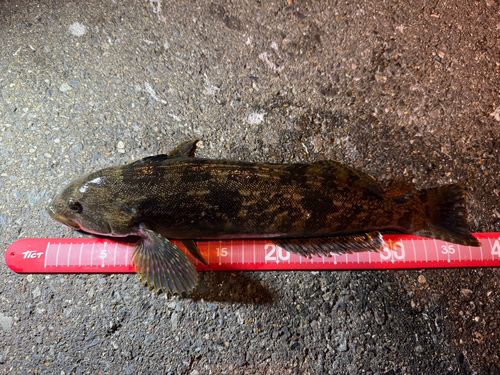 アイナメの釣果