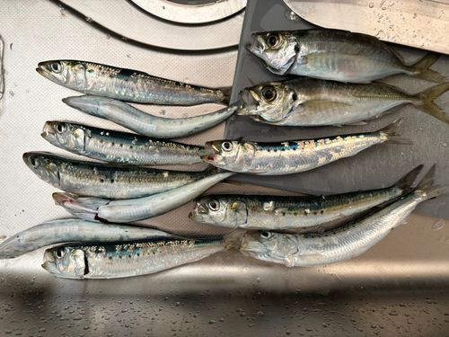 イワシの釣果