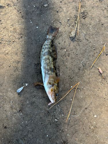 アイナメの釣果