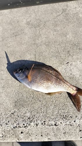 ウミタナゴの釣果