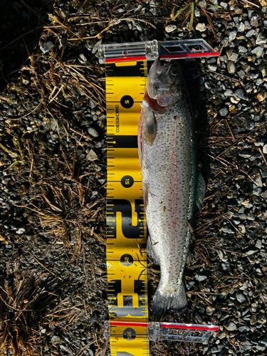 フィッシングパーク高島の泉