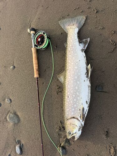 アメマスの釣果