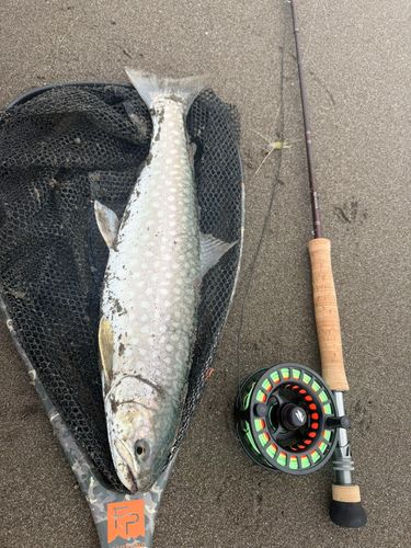 アメマスの釣果