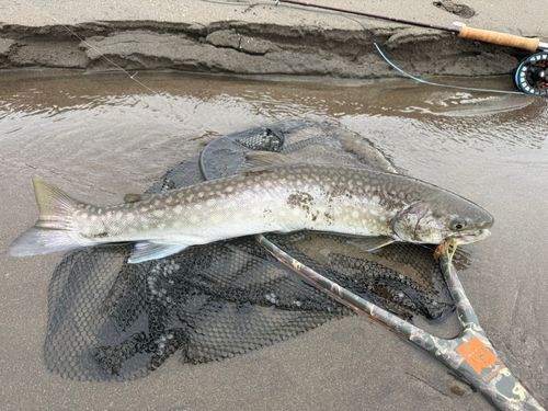 アメマスの釣果