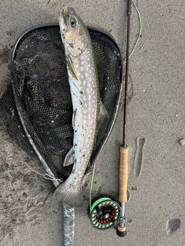 アメマスの釣果