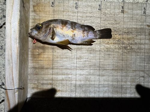 シロメバルの釣果