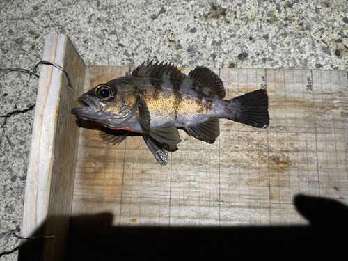 シロメバルの釣果