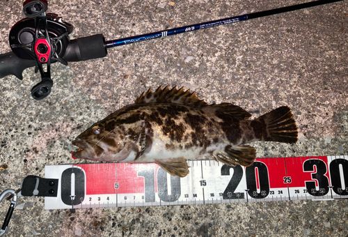 ベッコウゾイの釣果