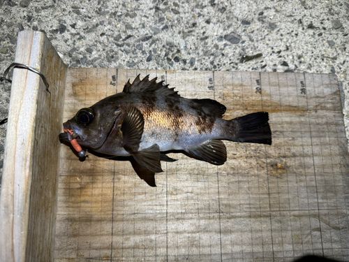 シロメバルの釣果