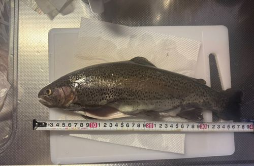 ニジマスの釣果