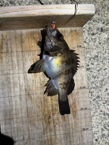 シロメバルの釣果