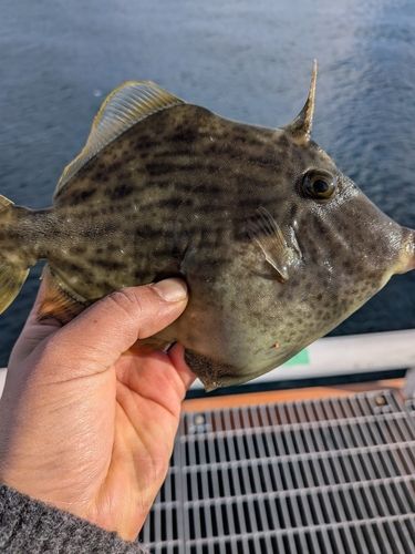 カワハギの釣果