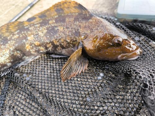 アイナメの釣果