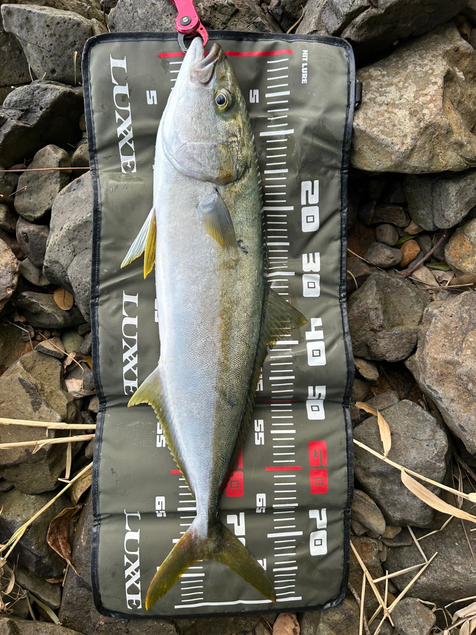 SHIMANO 19コルトスナイパー SS S100Hの最安値・インプレ・釣果 | 本音