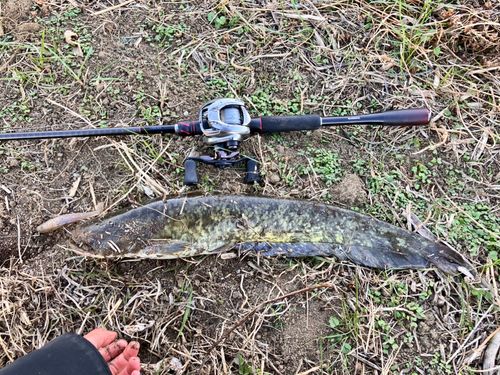 ニホンナマズの釣果