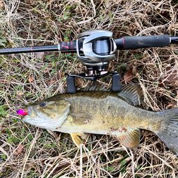 スモールマウスバス