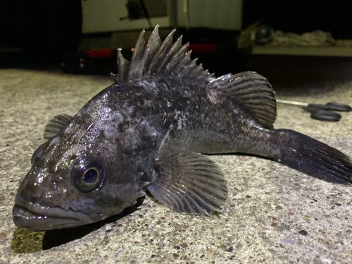 クロソイの釣果