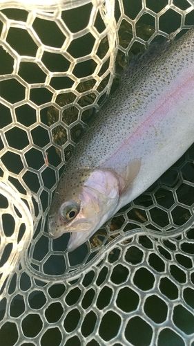 レインボートラウトの釣果