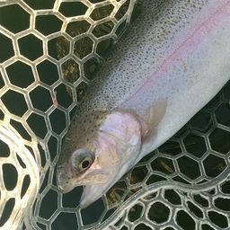 レインボートラウト