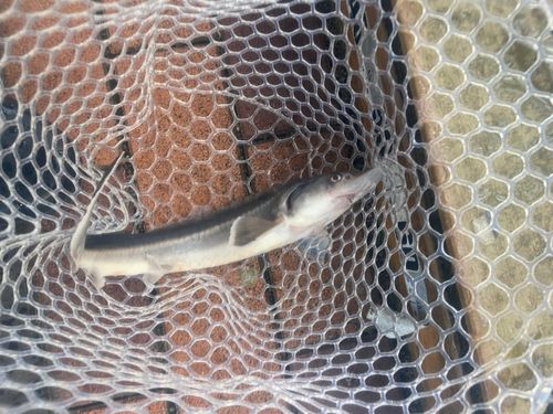 チョウザメの釣果