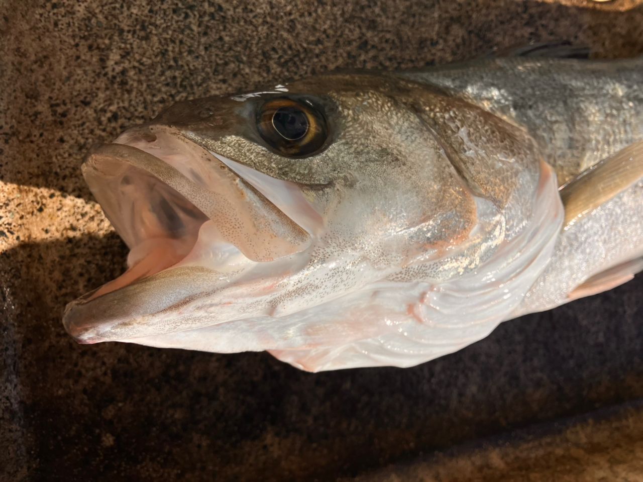 フッコ（マルスズキ）