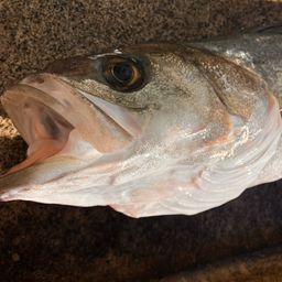 フッコ（マルスズキ）