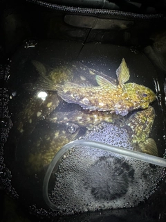 ガシラの釣果