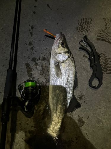 マルスズキの釣果