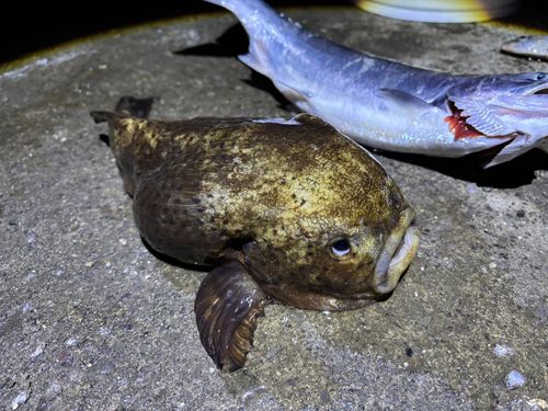 サクラマスの釣果