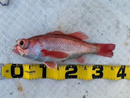 アカムツの釣果