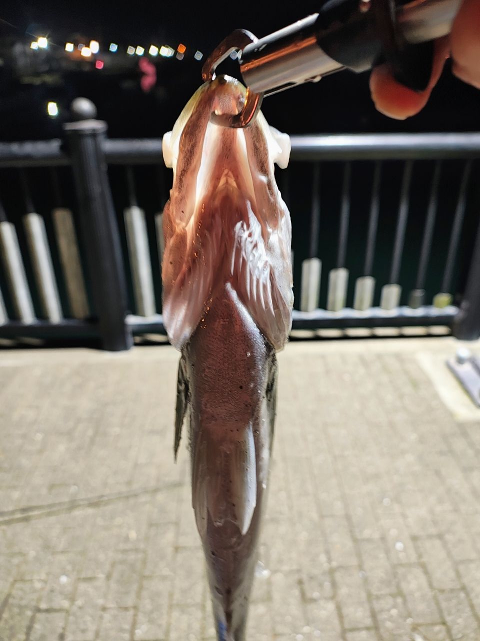 フッコ（ヒラスズキ）